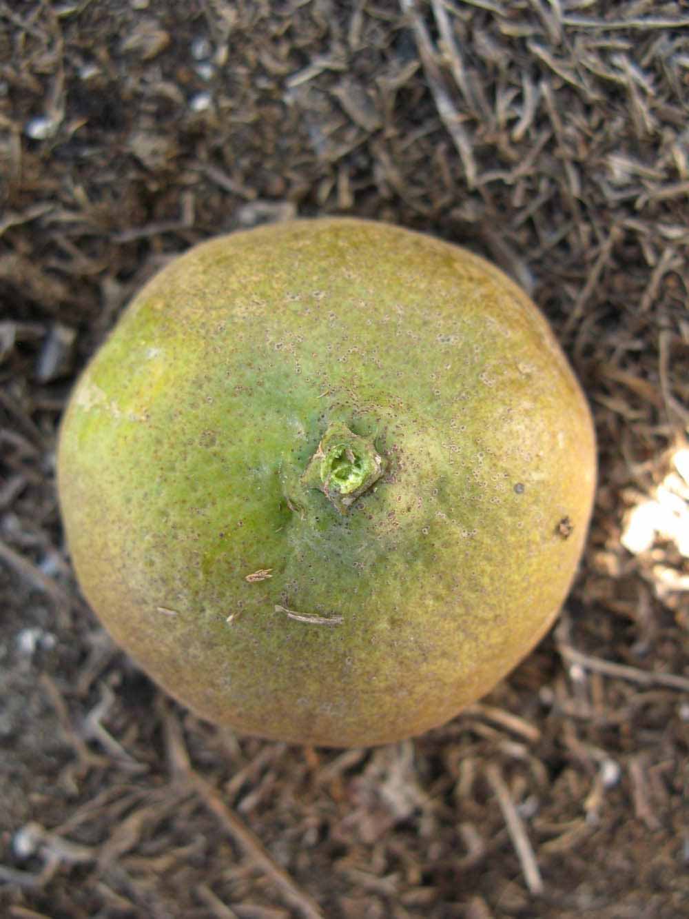            Fruit (Winter Haven, FL)   